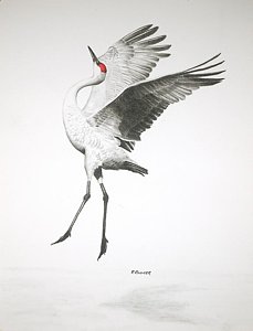 229x300 sandhill crane drawings fine art america - Crane Drawing