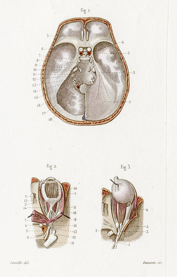 574x900 Cranial Nerves Anatomy Engraving Drawing - Cranial Nerve Drawing