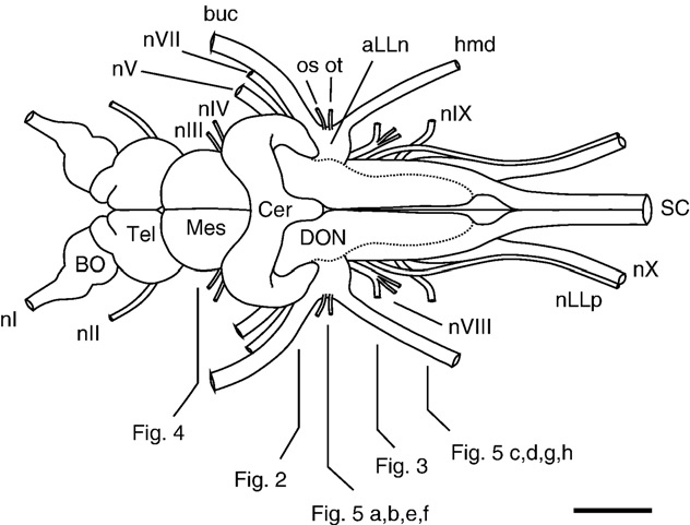 632x481 Drawing Of The Brain And Cranial Nerves Of Polyodon The Anterior - Cranial Nerve Drawing
