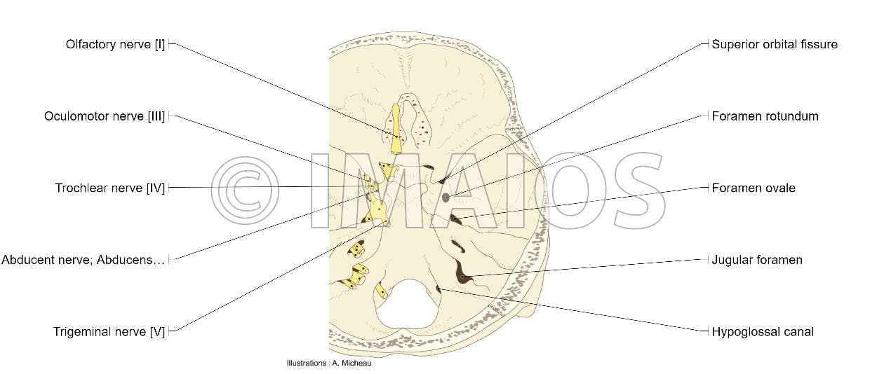 1250x534 Illustrations And Diagrams Of The Pairs Of Cranial Nerves - Cranial Nerve Drawing