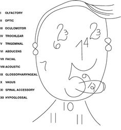 236x255 Interesting Drawing Of The Cranial Nerves Nurse Stuff - Cranial Nerve Drawing