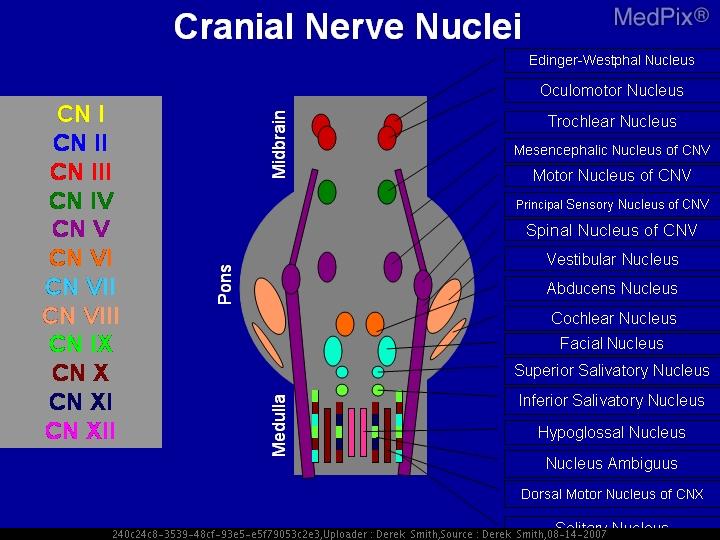 720x540 Medpix Case - Cranial Nerve Drawing