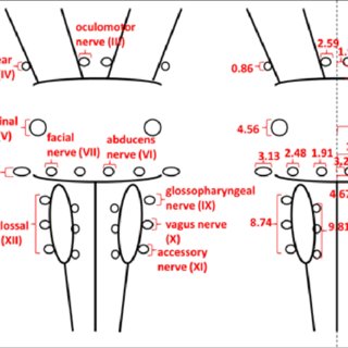 320x320 Schematic Drawing And Morphometry Of The Apparent Origin - Cranial Nerve Drawing
