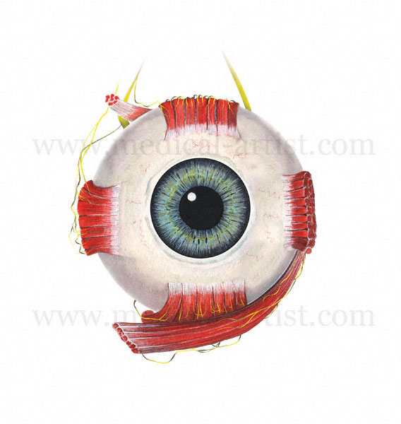 568x600 Anatomical Illustrations Of The Cranial Nerves Origin - Cranial Nerve Drawing