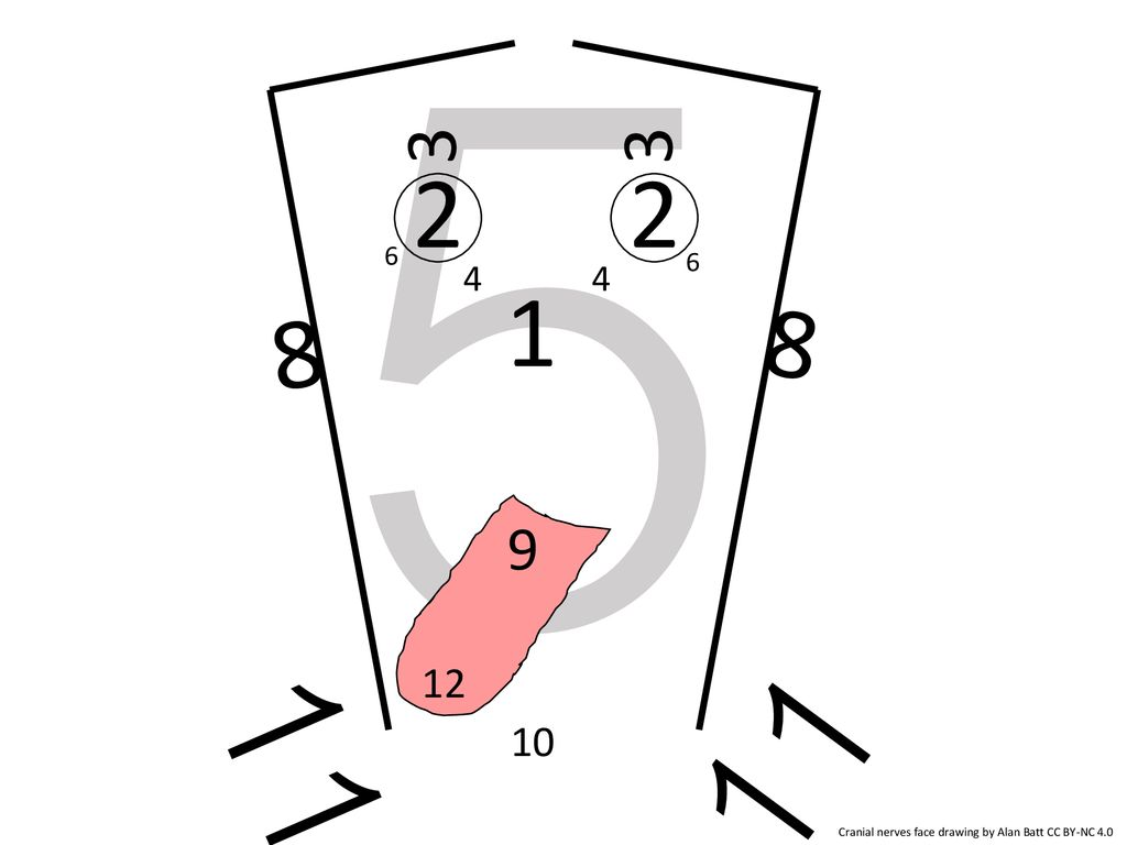 1024x768 The Cranial Nerves Alan Batt Msc Ccp - Cranial Nerve Drawing