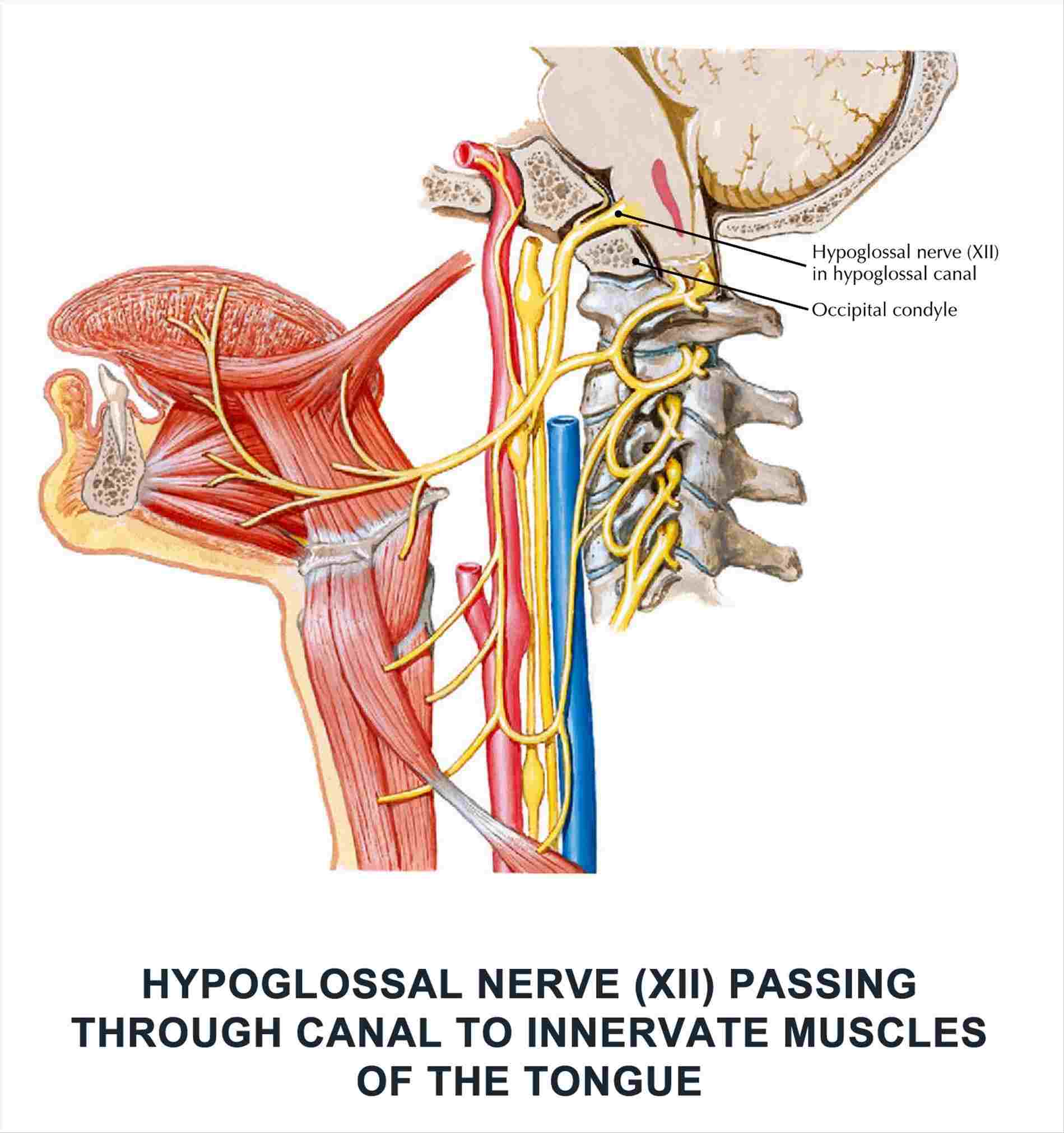 1899x2022 Wikipedia Anatomy Body Diagramrhbloginonlinecom Neuroanatomy - Cranial Nerve Drawing
