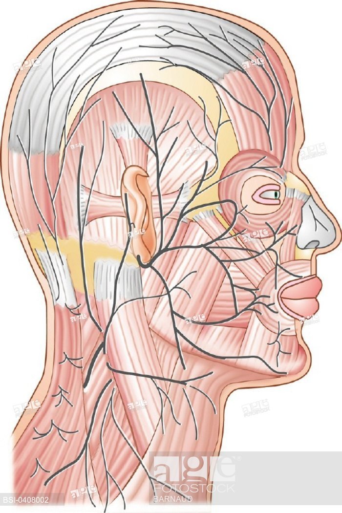 700x1050 Cranial Nerve, Drawing, Stock Photo, Picture And Rights Managed - Cranial Nerve Drawing