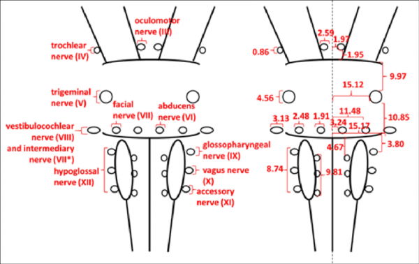 600x378 Cranial Nerve Drawing - Cranial Nerve Drawing