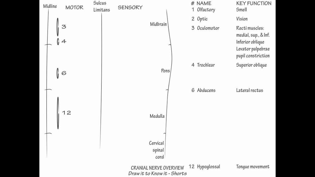 1280x720 cranial nerve overview draw it to know it, neuroanatomy - Cranial Nerve Drawing