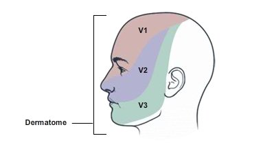 380x230 Cranial Nerves - Cranial Nerve Face Drawing With Numbers