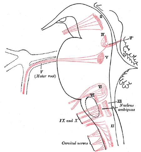 450x486 cranial nerve nucleus - Cranial Nerve Face Drawing With Numbers