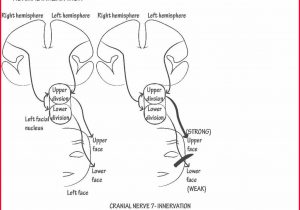 300x210 draw it to know it major tracts part draw it to know it - Cranial Nerve Face Drawing With Numbers