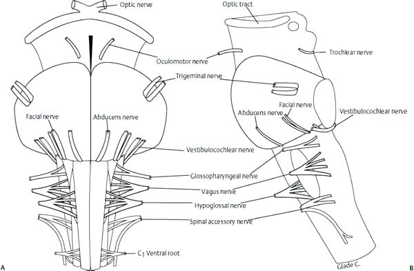 600x393 figure topographic anatomy of the cranial nerves at in frontal - Cranial Nerve Face Drawing With Numbers