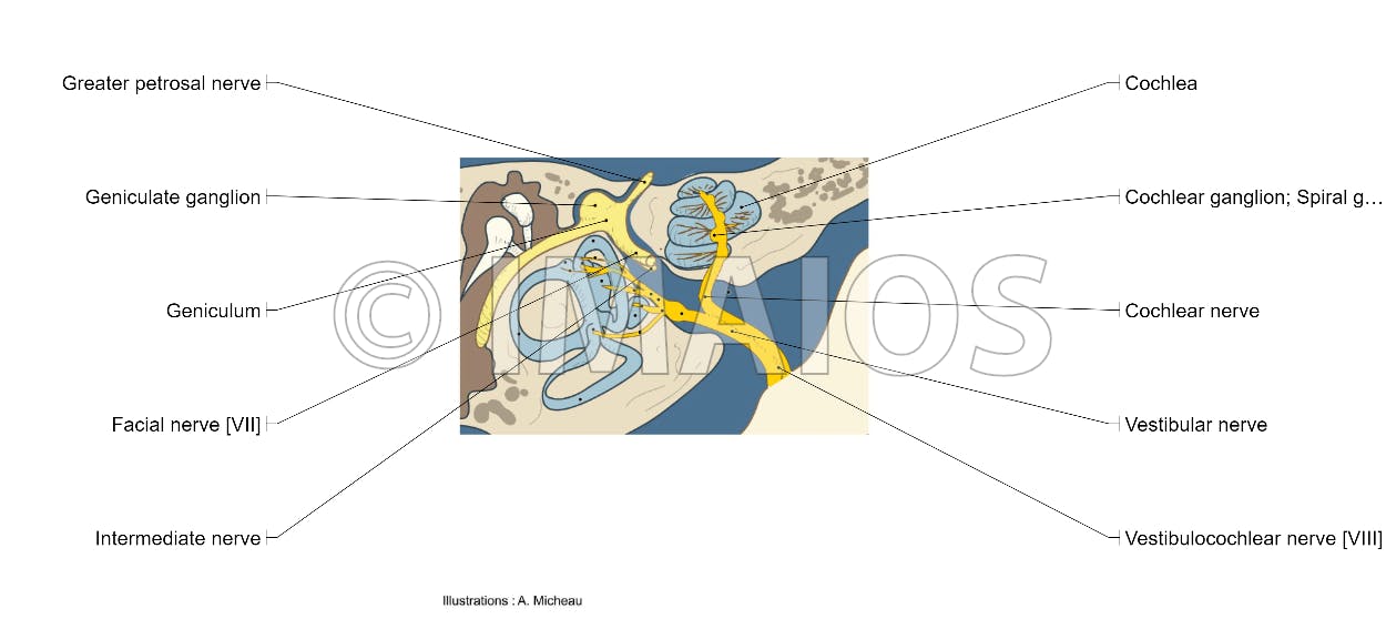 1250x558 illustrations and diagrams of the pairs of cranial nerves - Cranial Nerve Face Drawing With Numbers