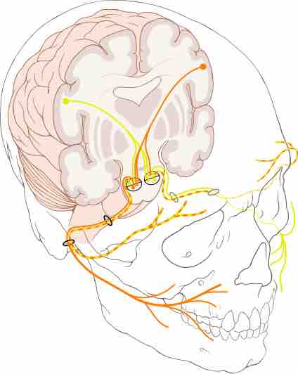 Cranial Nerve Face Drawing With Numbers at PaintingValley.com | Explore