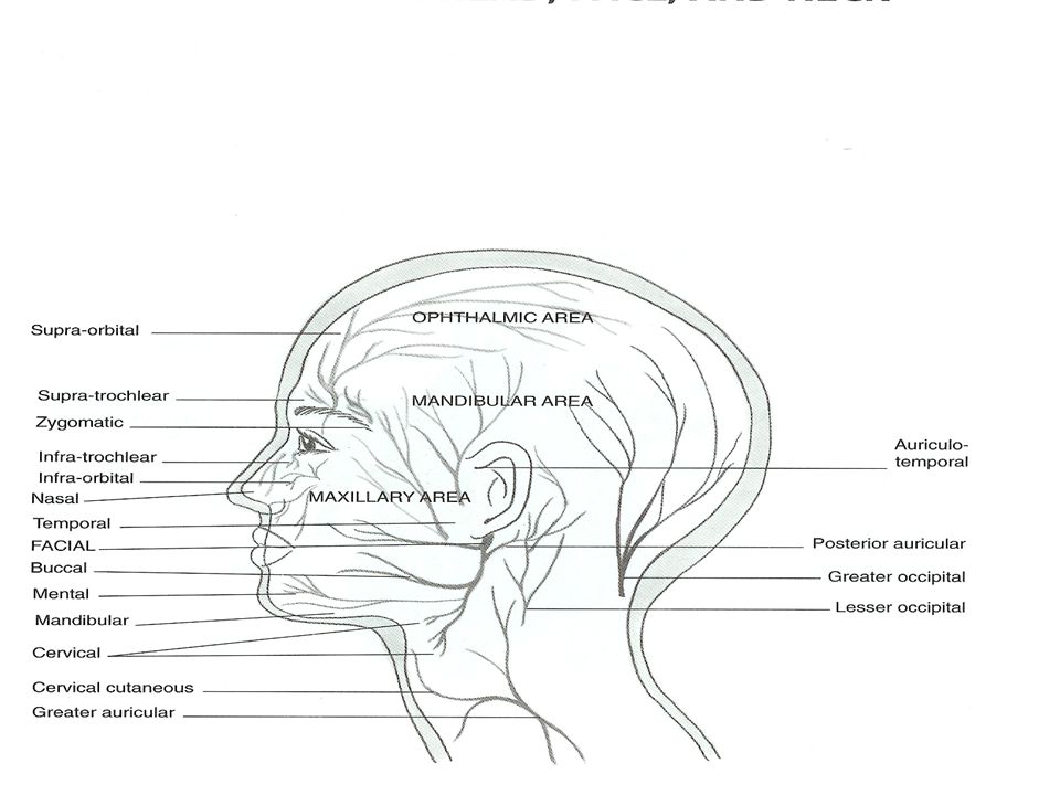 Cranial Nerve Face Drawing With Numbers at PaintingValley.com | Explore