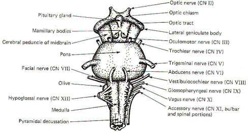 488x261 The Brain Stem - Cranial Nerve Face Drawing With Numbers
