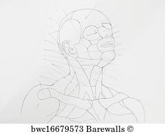 240x195 Cranial Nerve Posters And Art Prints Barewalls - Cranial Nerve Face Drawing With Numbers