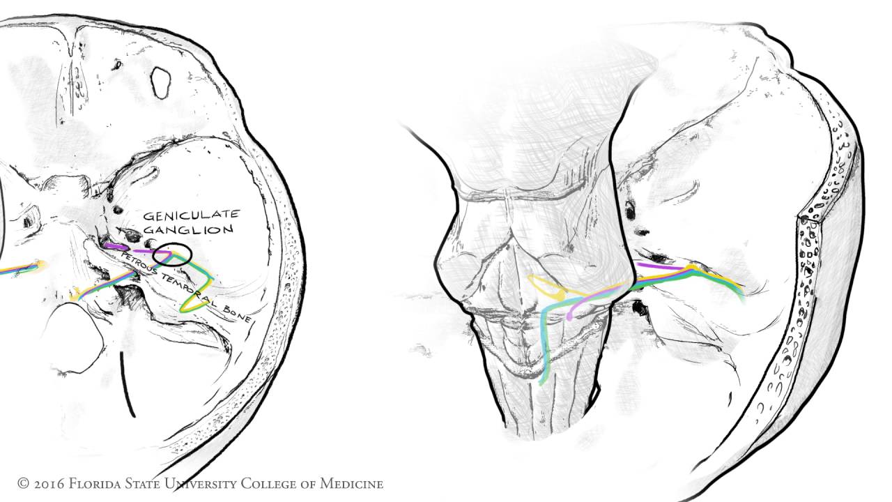 Cranial Nerve Face Drawing With Numbers at Explore