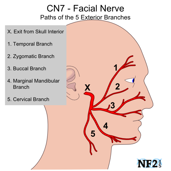 Cranial Nerve Face Drawing With Numbers at PaintingValley.com | Explore
