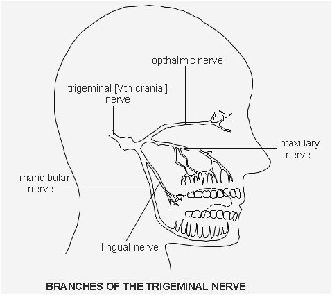 479x425 cranial nerve face diagram best of facial vii cranial nerves - Cranial Nerve Face Drawing With Numbers