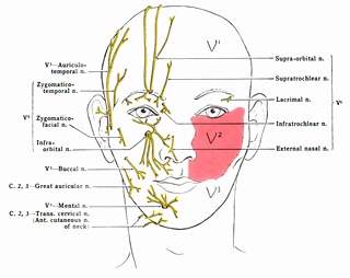 Cranial Nerve Face Drawing With Numbers at PaintingValley.com | Explore