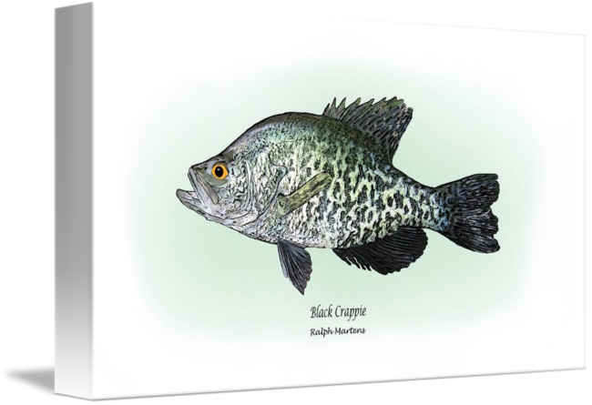 650x445 black crappie - Crappie Drawing