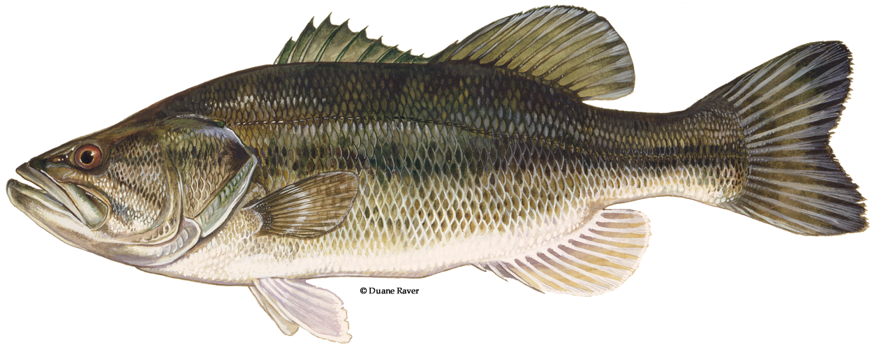 1256x501 bluegill drawing crappie line transparent png clipart free - Crappie Drawing