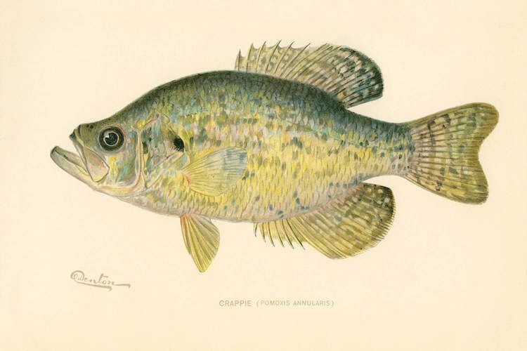 750x500 crappie canvas art print - Crappie Drawing