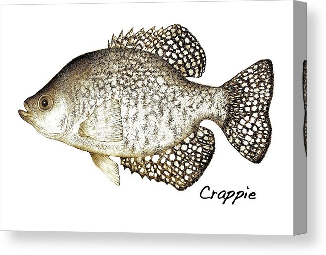 661x517 crappie canvas print canvas art - Crappie Drawing