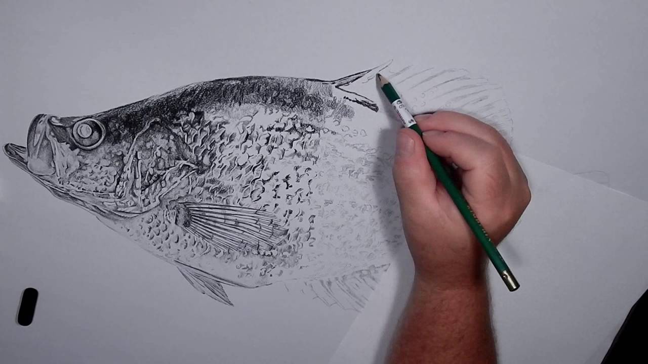 1280x720 crappie drawing - Crappie Drawing