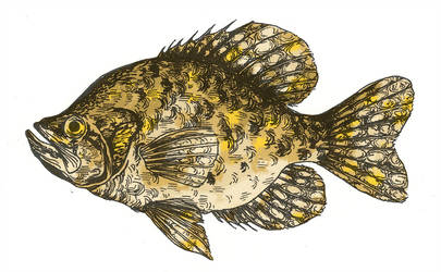 405x250 crappie drawing - Crappie Drawing
