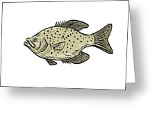 226x170 crappie fish side drawing digital art - Crappie Drawing