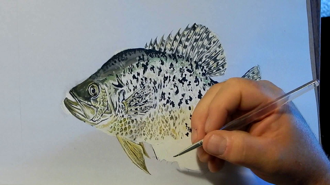 1280x720 crappie painting - Crappie Drawing