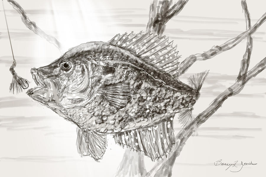 900x600 crappie time drawing - Crappie Drawing