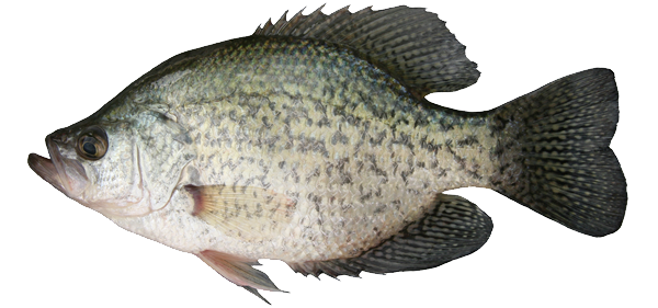 600x281 crappie vector drawing transparent png clipart free download - Crappie Drawing