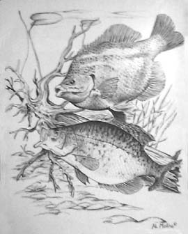 270x336 drawn kitten crappie - Crappie Drawing