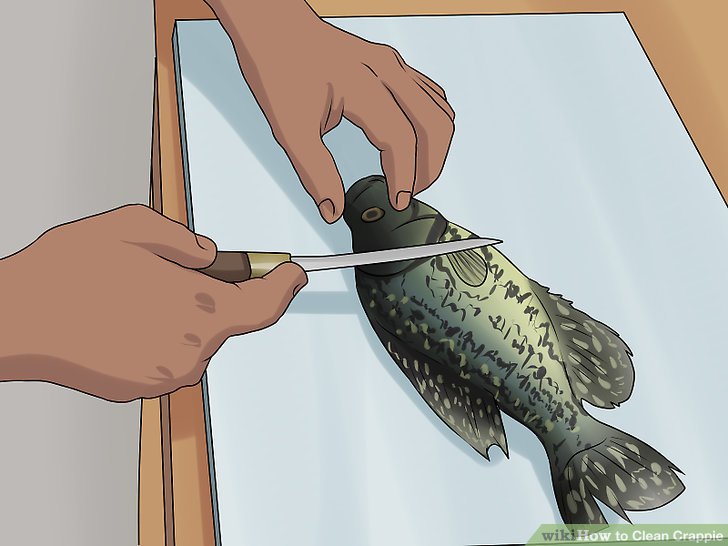 728x546 how to clean crappie steps - Crappie Drawing