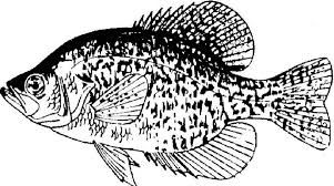 301x168 image result for crappie drawing carving thoughts drawings - Crappie Drawing