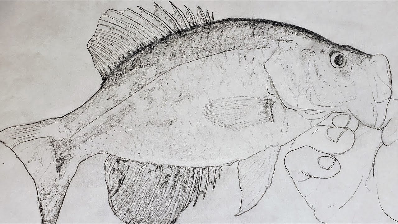 1280x720 pencil drawing of a black crappieoff fishing - Crappie Drawing