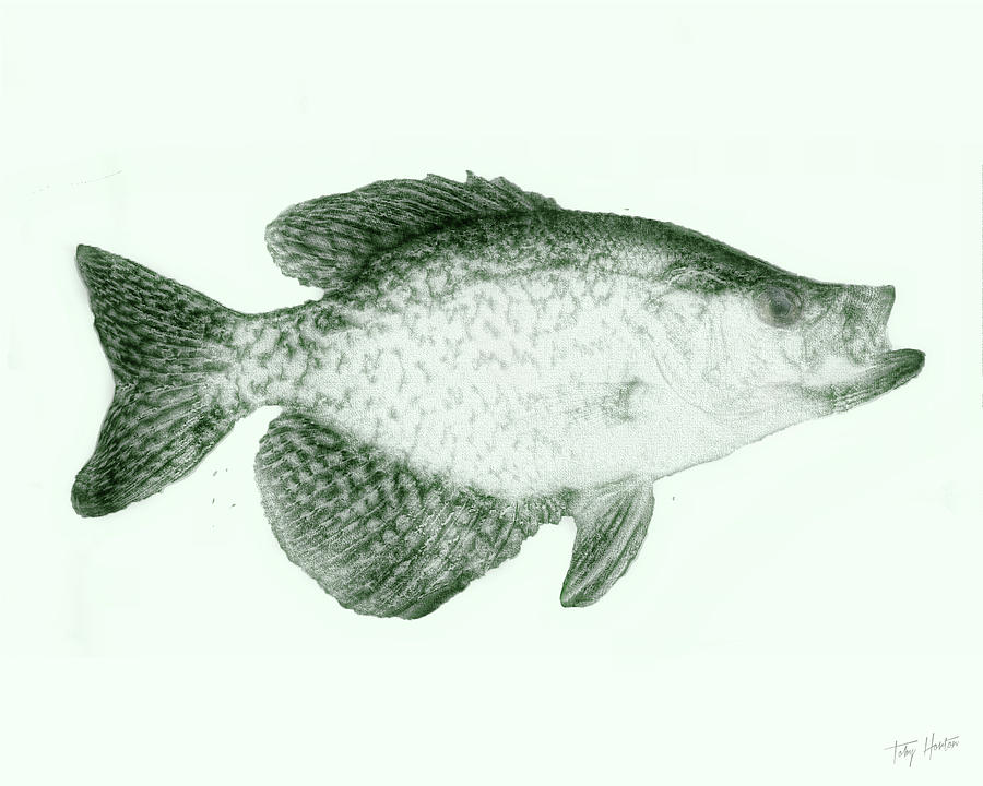 900x720 the crappie drawing - Crappie Drawing