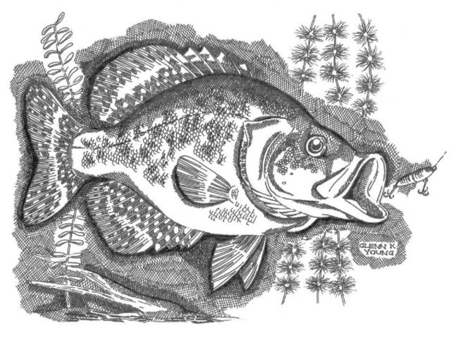 640x486 black crappie strikes photo - Crappie Drawing