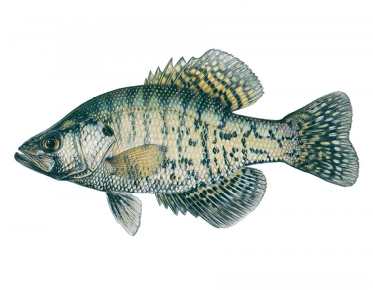 750x583 white crappie mdc discover nature - Crappie Drawing