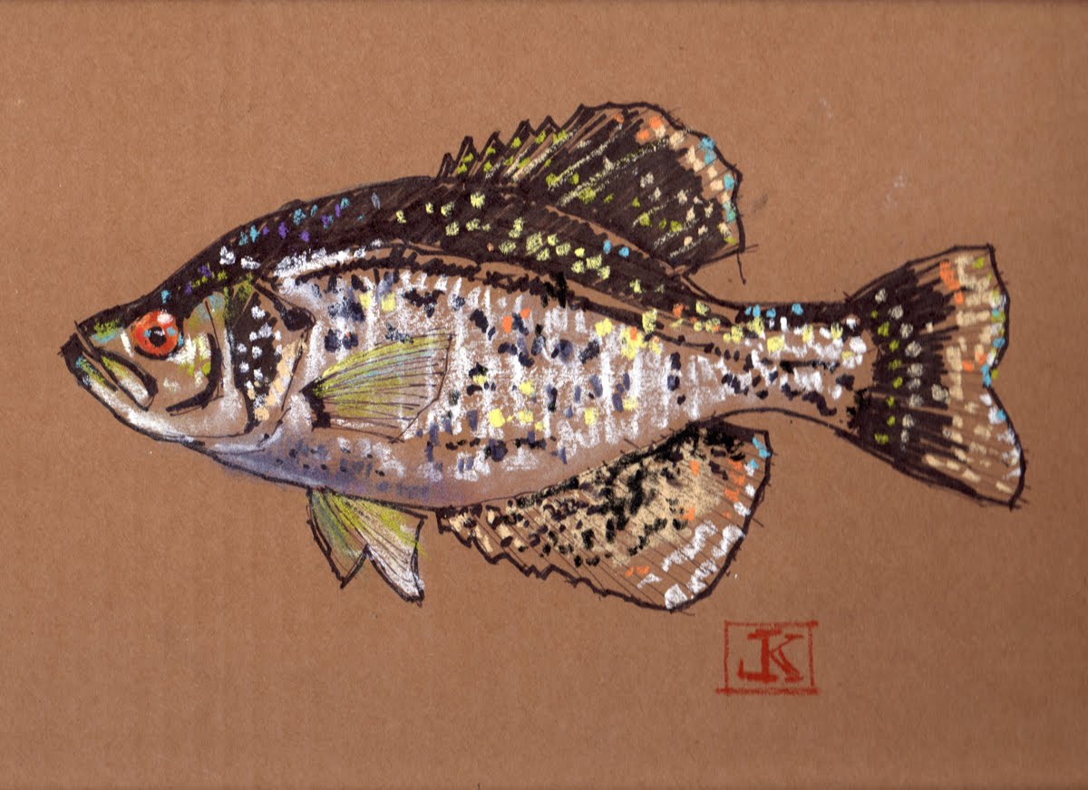 1200x872 drawing flies drawing fish crappie - Crappie Drawing