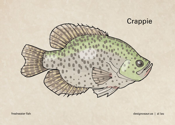 600x429 illustration crappie - Crappie Drawing