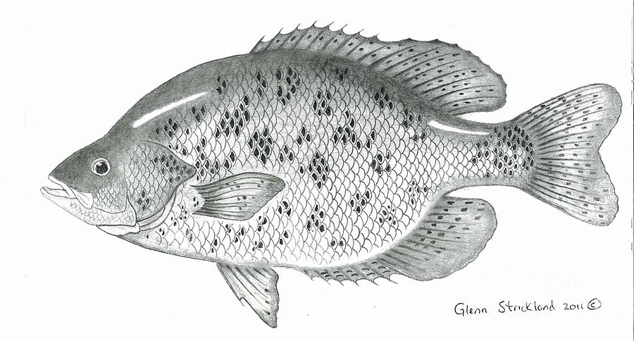 900x484 black crappie drawing - Crappie Drawing
