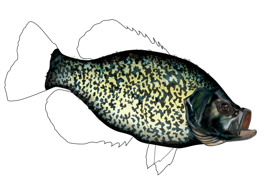1041x699 black crappie drawing in progress - Crappie Drawing