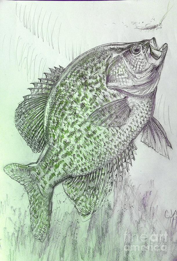 Crappie Drawing at PaintingValley.com | Explore collection of Crappie ...