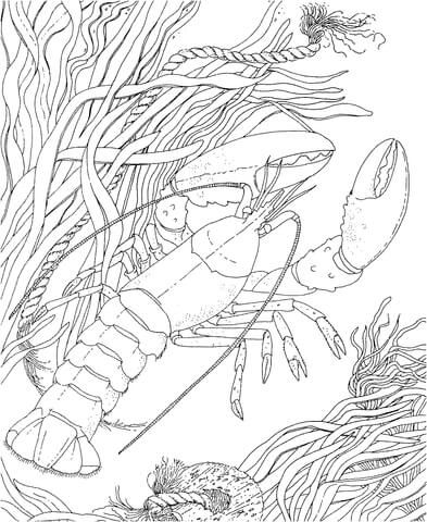 393x480 crawdad crayfish coloring - Crawdad Drawing