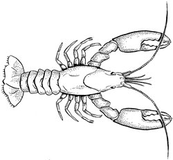 250x231 crayfish drawing - Crawdad Drawing
